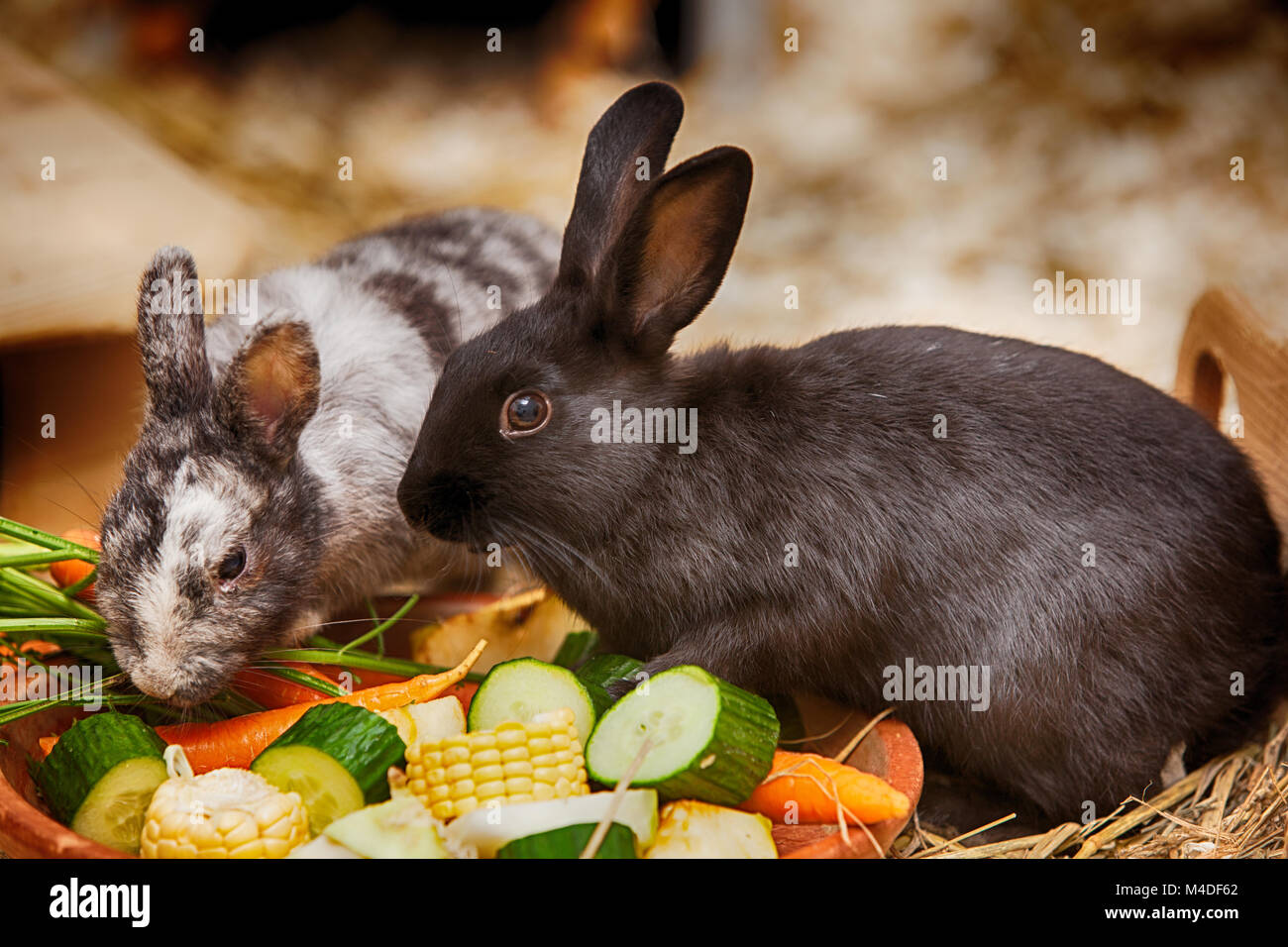 Rabbit bunny ea hi-res stock photography and images - Alamy