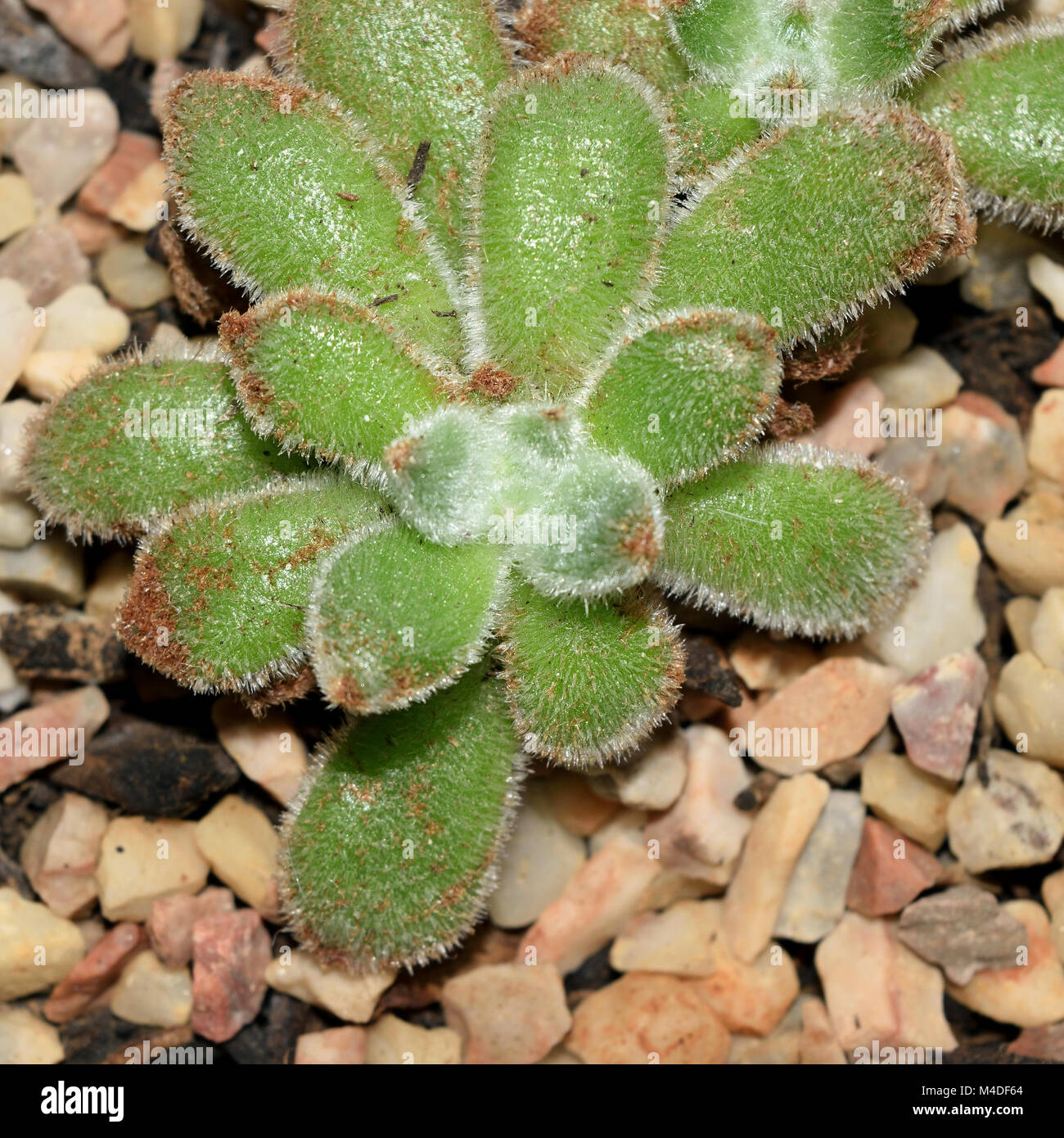 Small plant of Echeveria setosa on potting soil with pebbles. Stock Photo