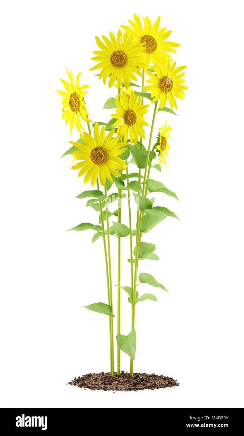 sunflowers plant isolated on white background Stock Photo - Alamy