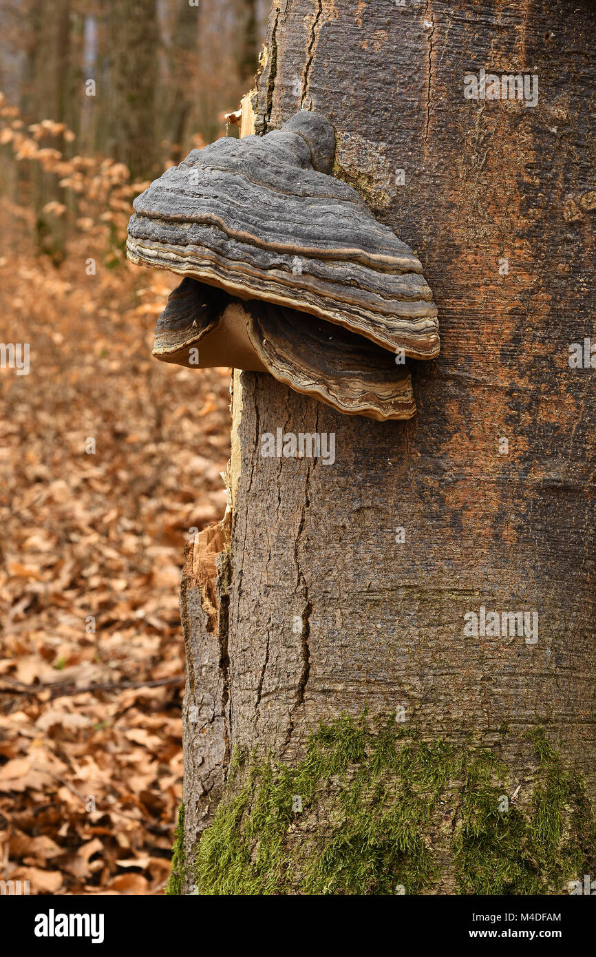 Horses hoof fungus hires stock photography and images Alamy