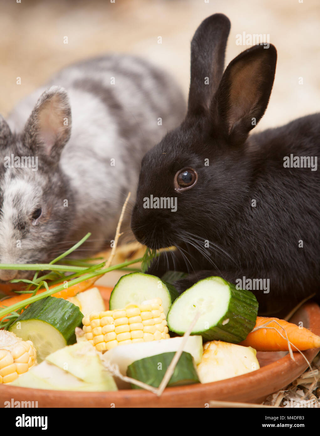 Rabbits straw hires stock photography and images Alamy