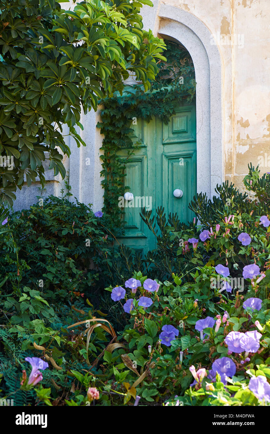 Ivy-covered green door in the wall of old house. Malta Stock Photo