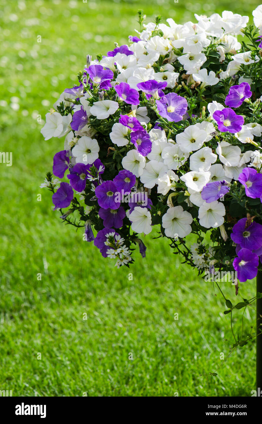 Beautiful purple and white flowers hi-res stock photography and images