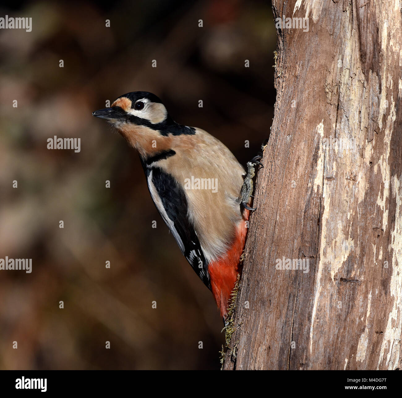 woodpecker; great woodpecker; great spotted woodpecker; Stock Photo