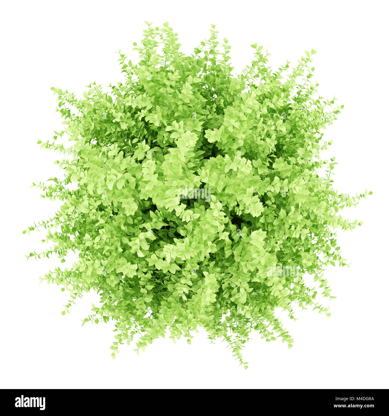 top view of large boxwood plant isolated on white background Stock ...