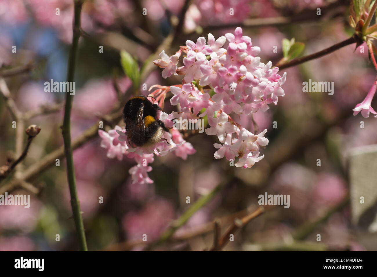 Viburnum farreri, Farrers Viburnum, with bumblebee Stock Photo
