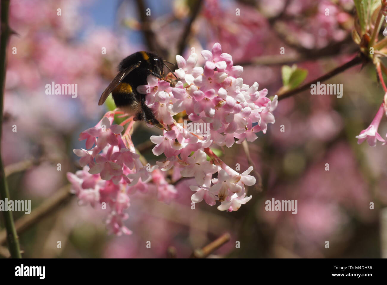 Viburnum farreri, Farrers Viburnum, with bumblebee Stock Photo