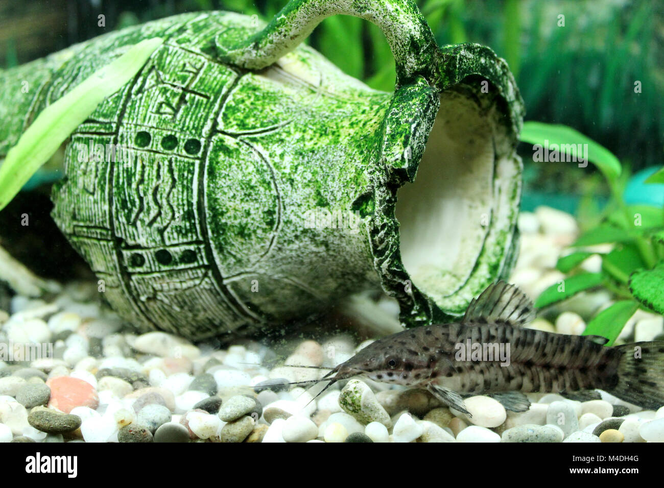 Hoplosternum thoracatum in beautiful aquarium decorated with broken amphora Stock Photo