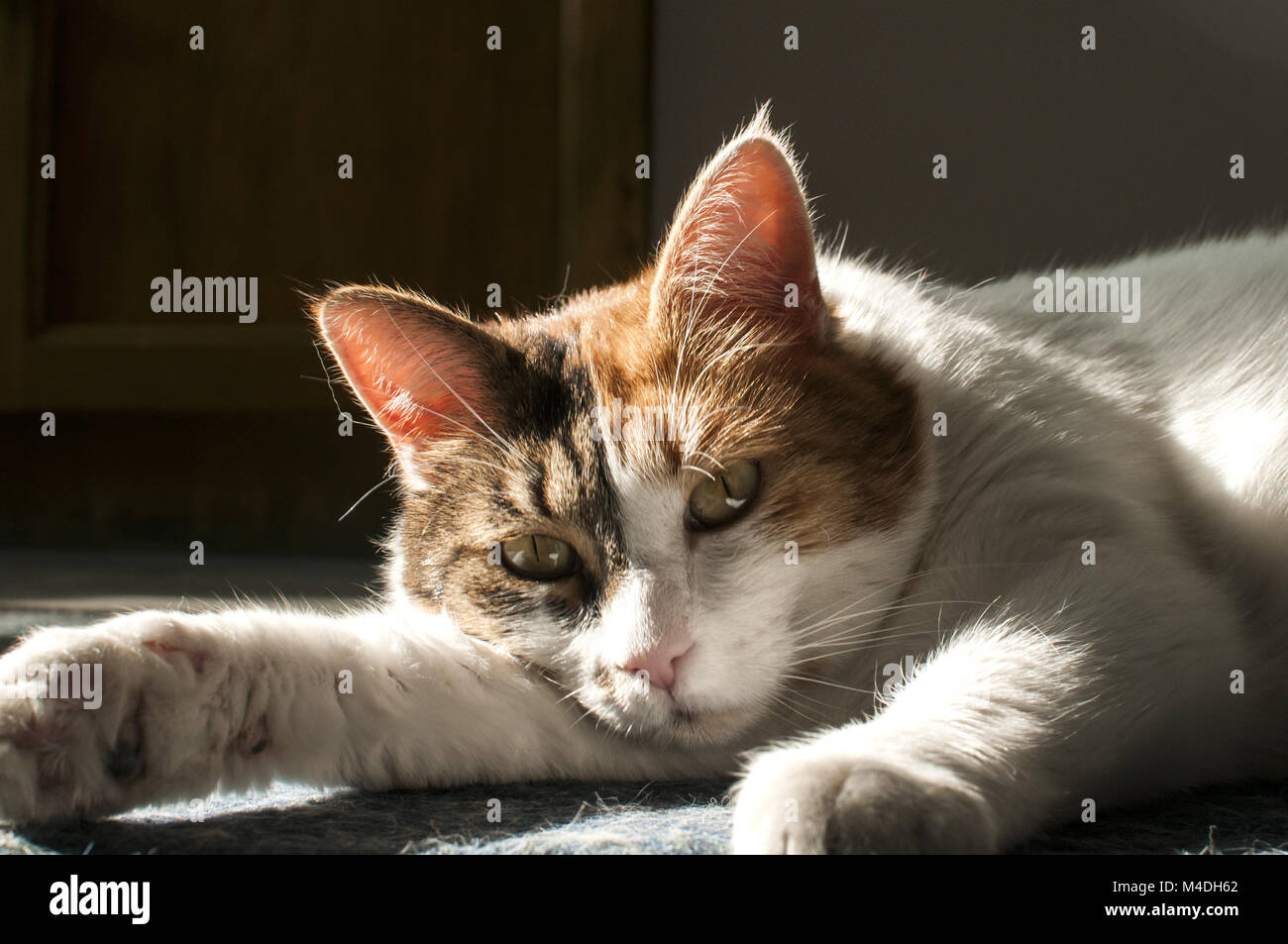 Female cat closeup Stock Photo - Alamy