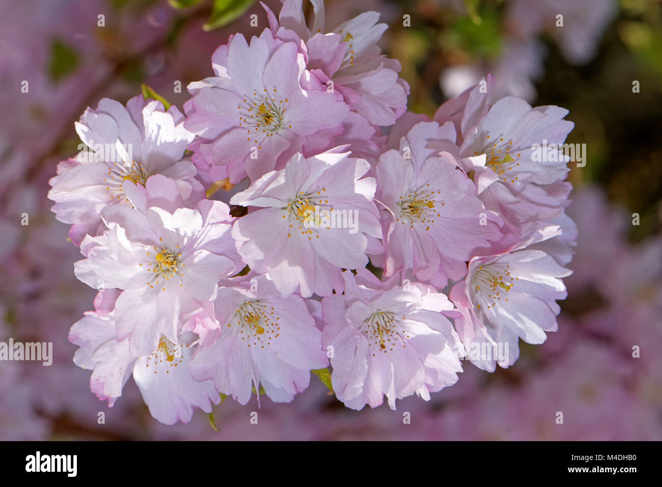 Pink japanese cherry hi-res stock photography and images - Alamy