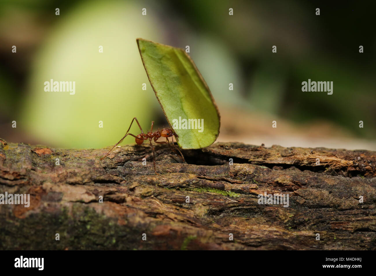 Leafcutter ant in the jungle, Costa Rica Stock Photo