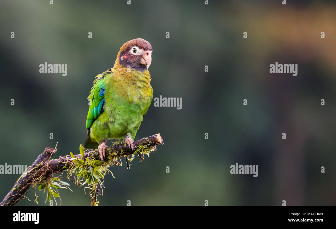 Brown hooded parrot in Costa Rica Stock Photo