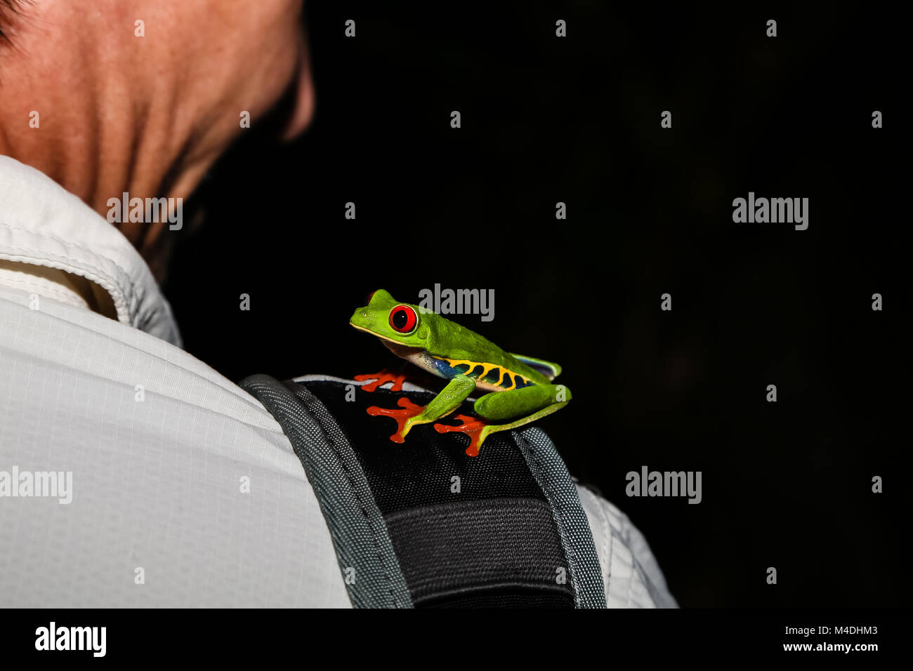 Red eyed leaf frog sitting on the shoulder Stock Photo