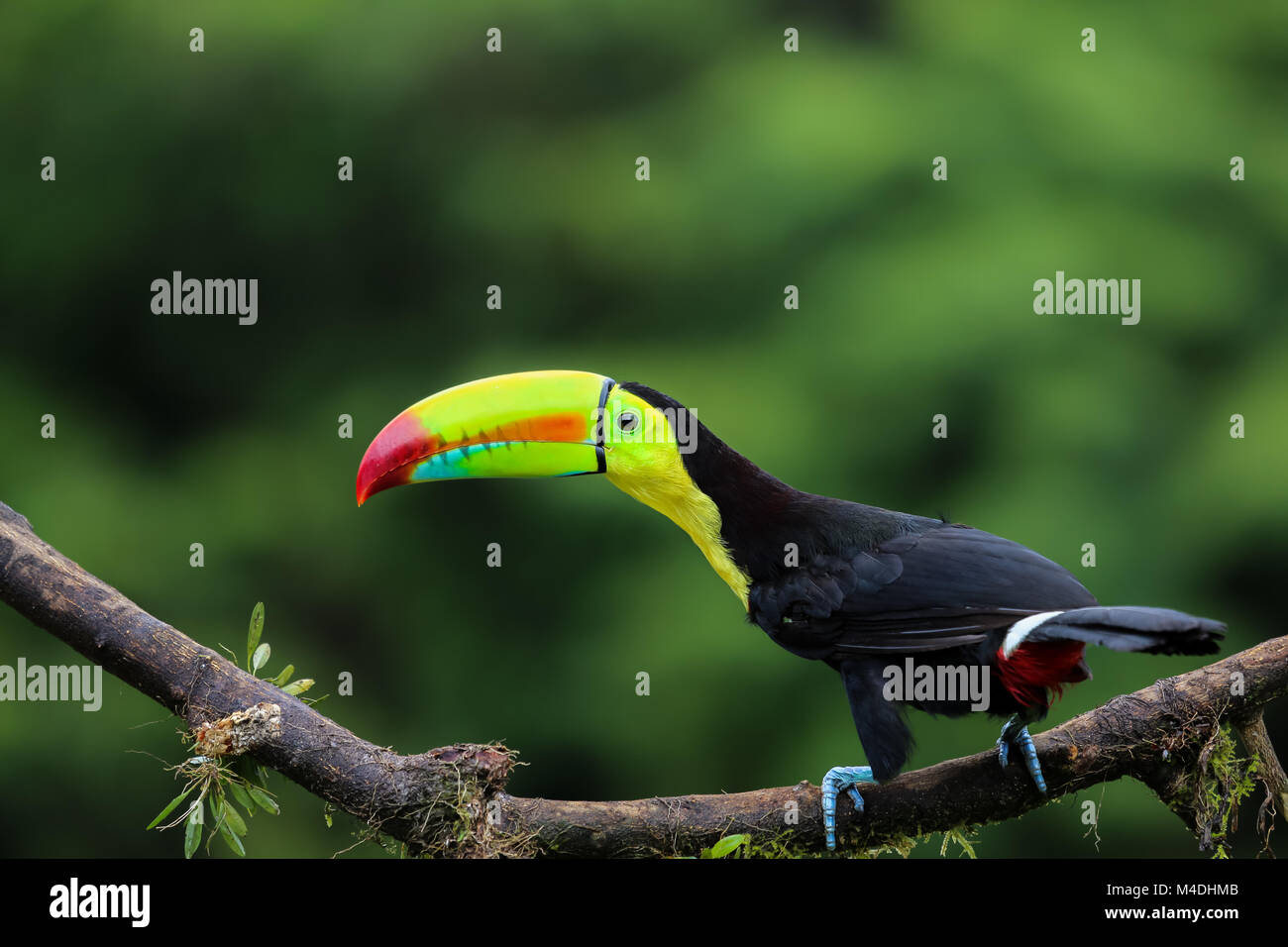 Keel billed toucan in Costa Rica Stock Photo