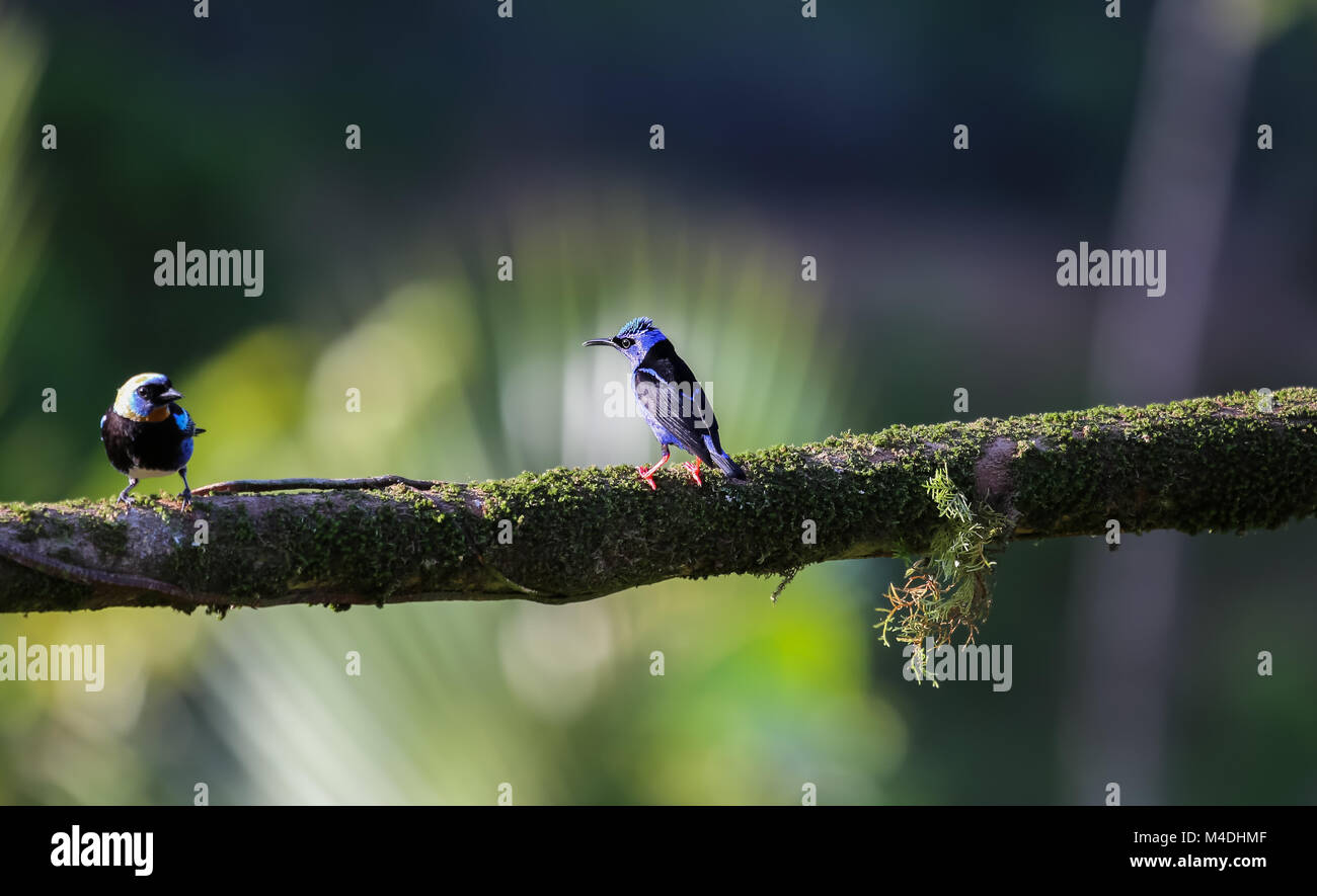 Red-legged honeycreeper in Costa Rica Stock Photo