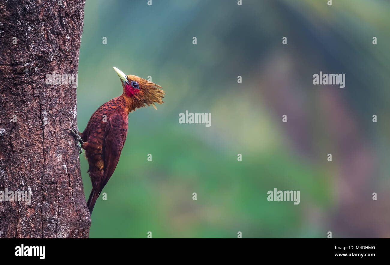 Chestnut-colored Woodpecker, Costa Rica Stock Photo
