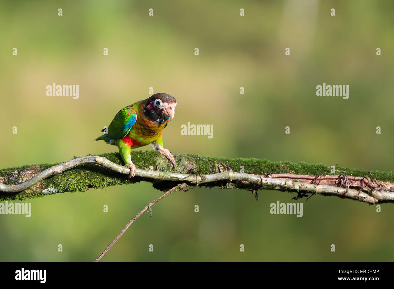 Brown hooded parrot sitting on a branch in Costa Rica Stock Photo