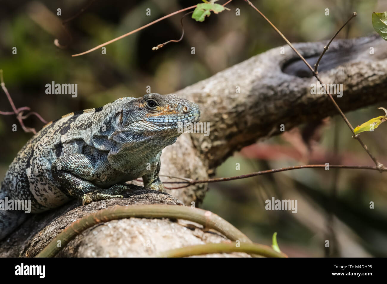 Black spiny tailed iguana on a branch Stock Photo