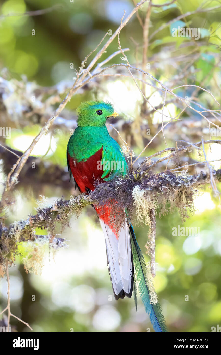 Resplendent quetzal in Costa Rica Stock Photo Alamy