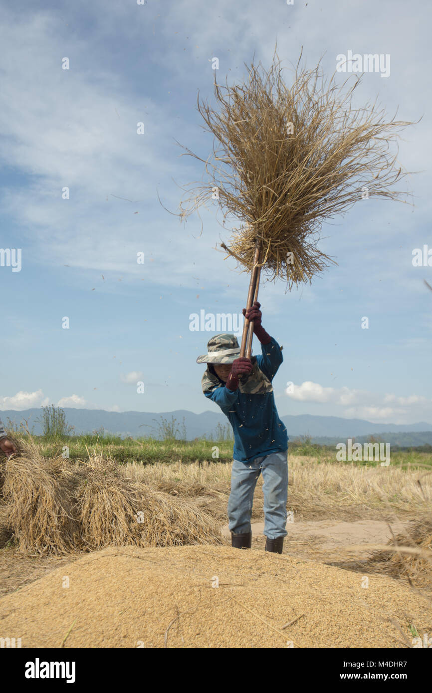 THAILAND CHIANG RAI AGRICULTURE RICEFIELD EARNING Stock Photo