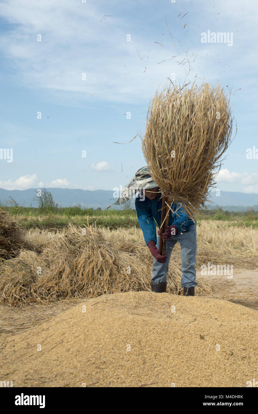 THAILAND CHIANG RAI AGRICULTURE RICEFIELD EARNING Stock Photo