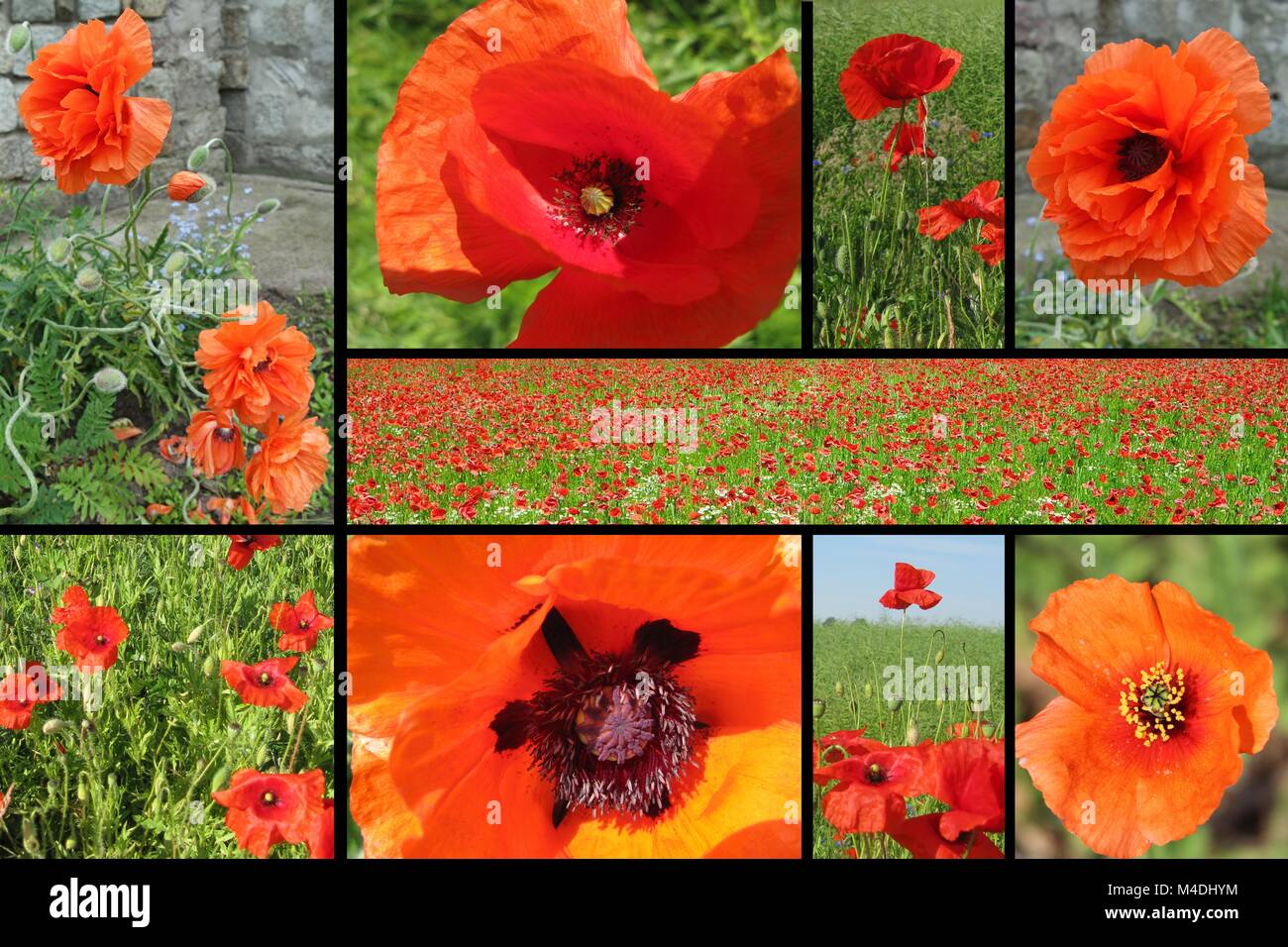 poppy collage