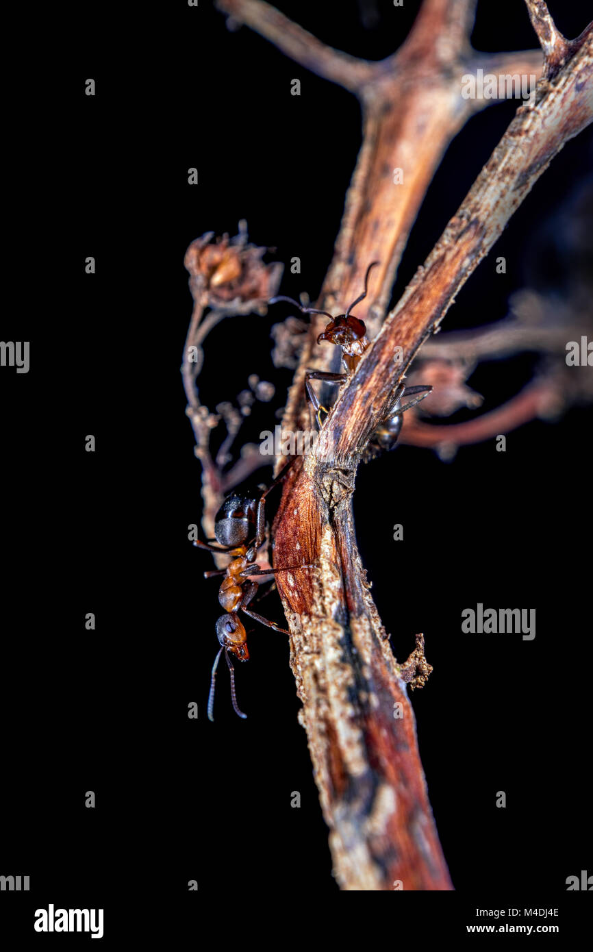 Red wood ants hires stock photography and images Alamy