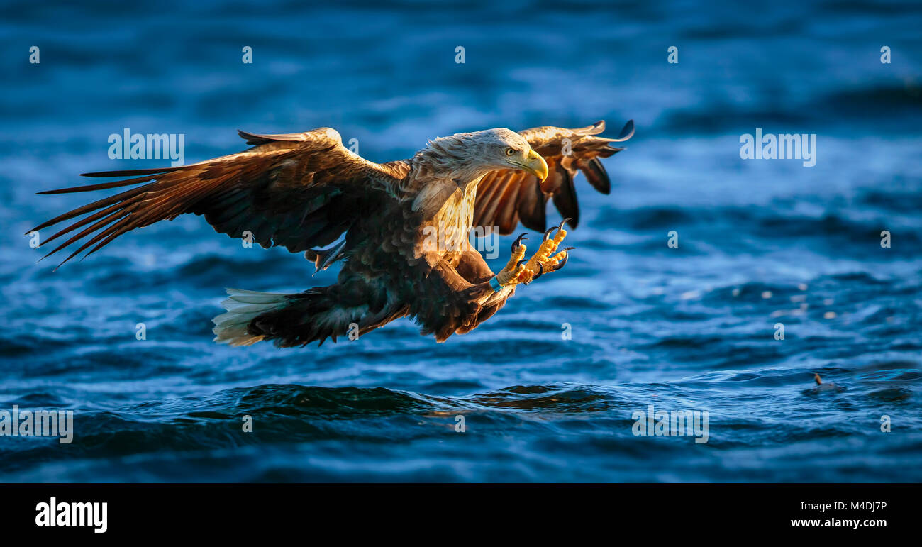 White tailed sea eagle claws outstretched, about to catch fish Stock Photo