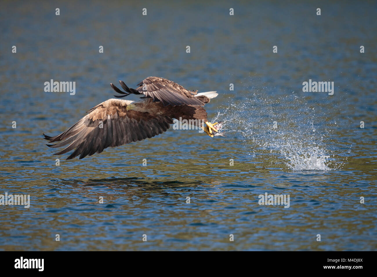 White tailed sea eagle catching fish Stock Photo