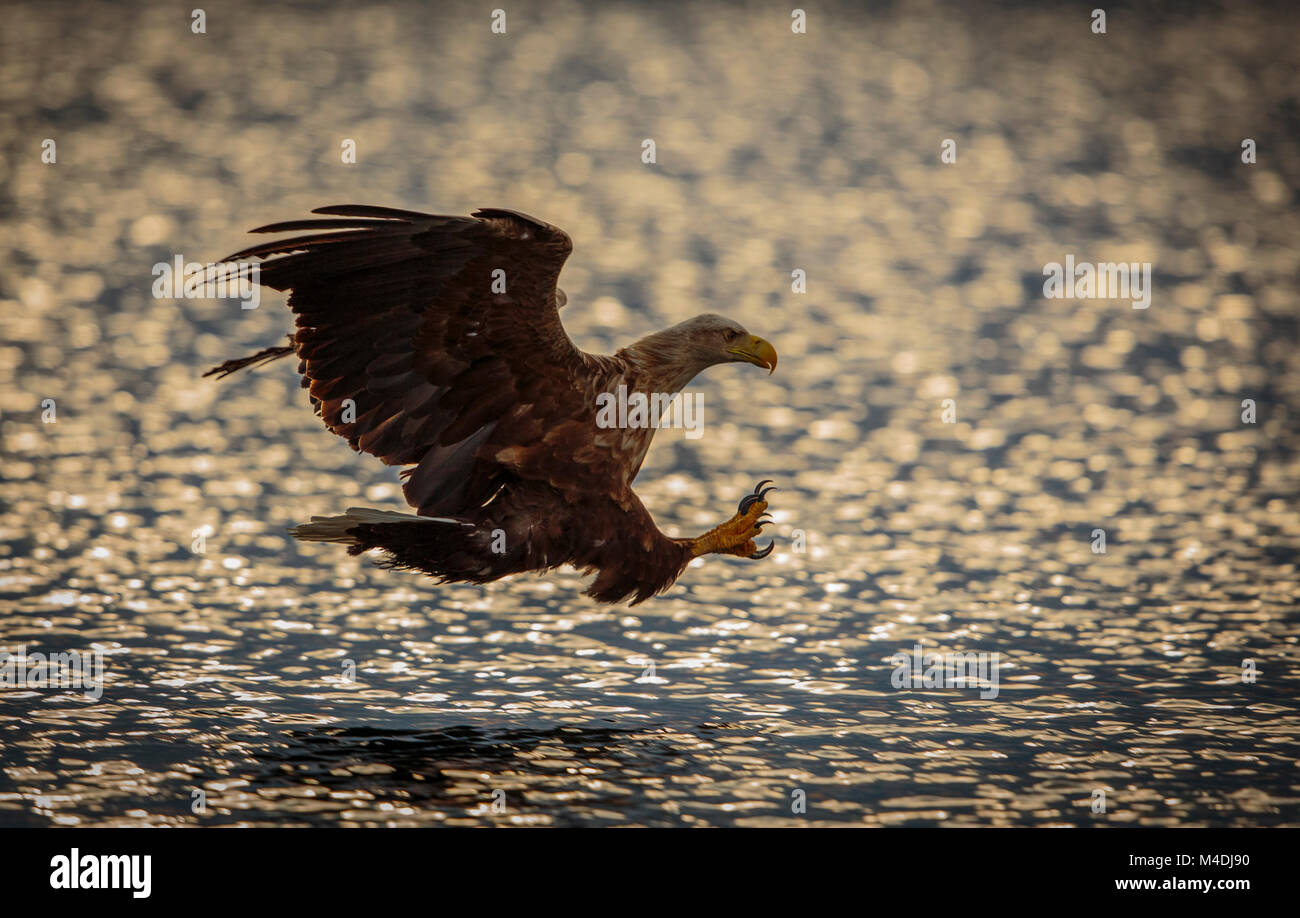 White tailed sea eagle catching fish Stock Photo