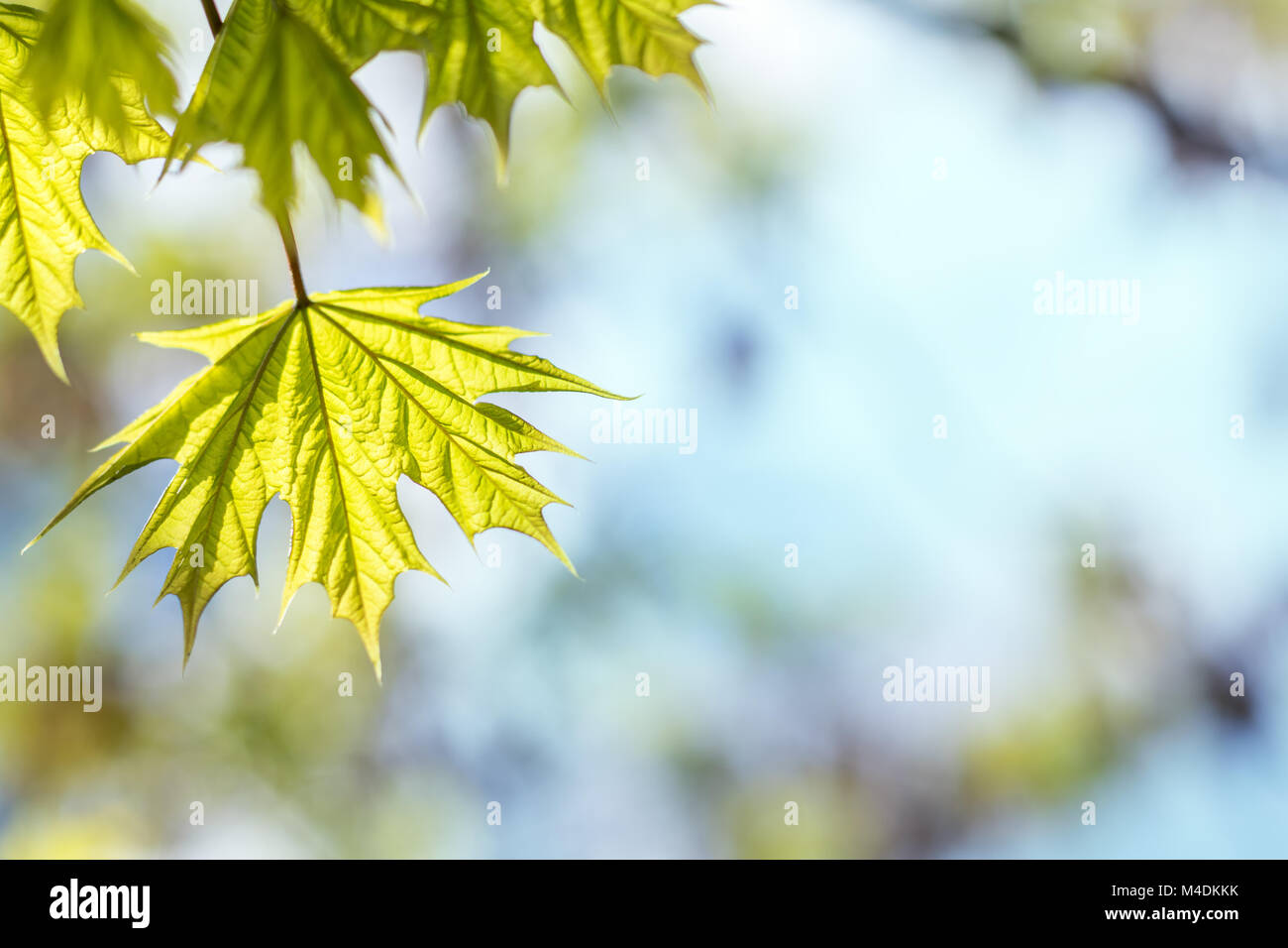 Beautiful young maple leaves on blue sky Stock Photo - Alamy