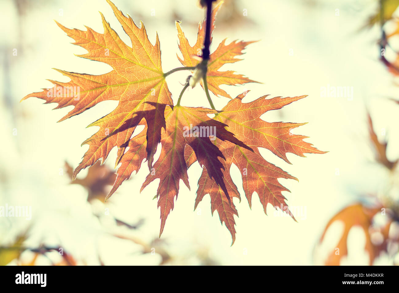 Beautiful young maple leaves on blue sky Stock Photo - Alamy