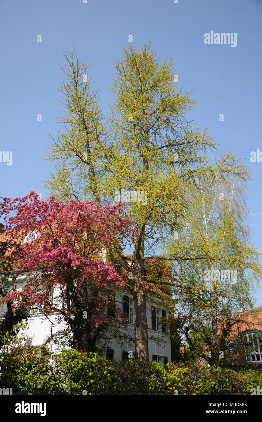Ginkgo biloba, Maidenhair Tree, Fresh Leaves and Flowers Stock Photo