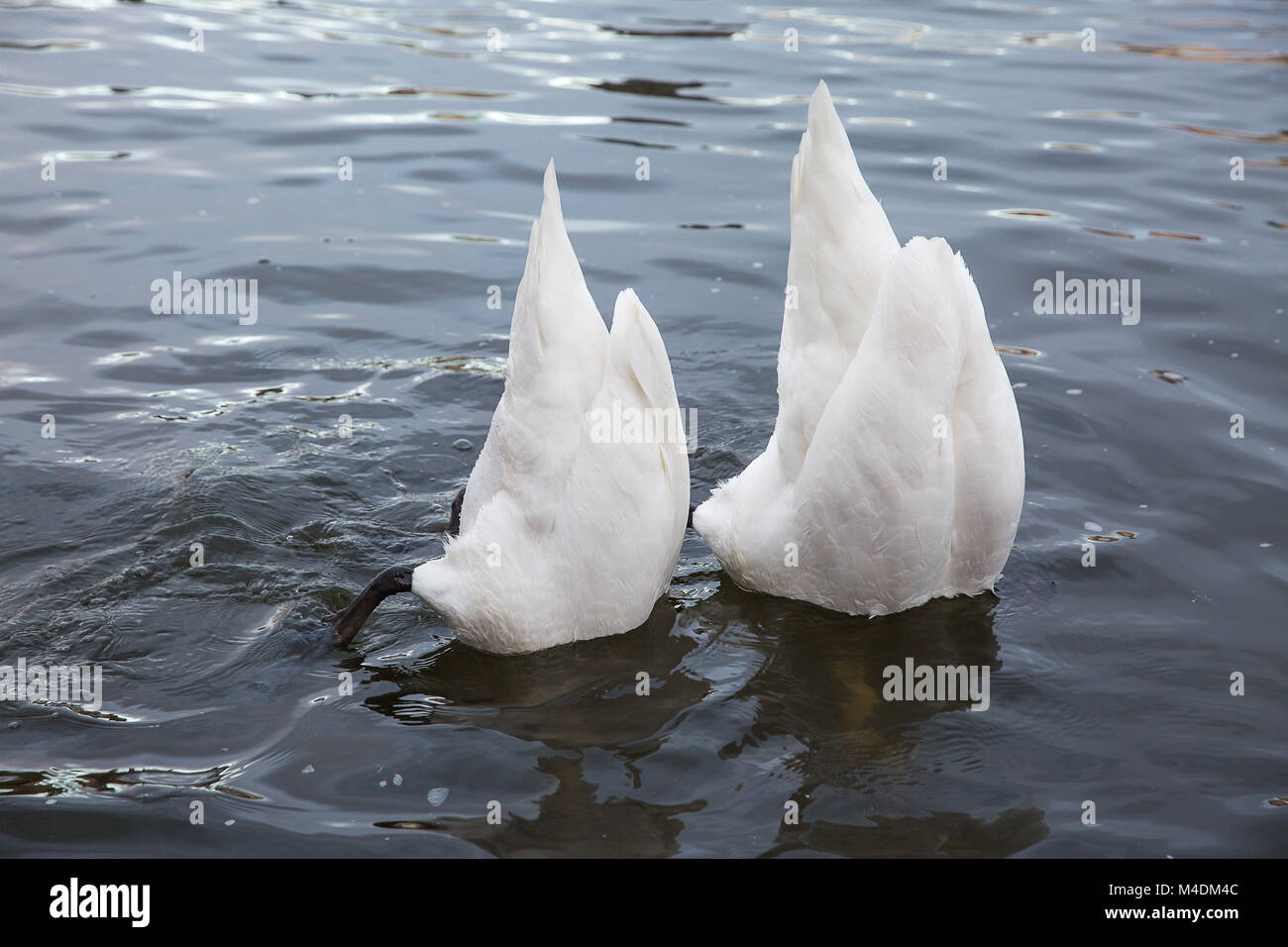 Two swans feed Stock Photo