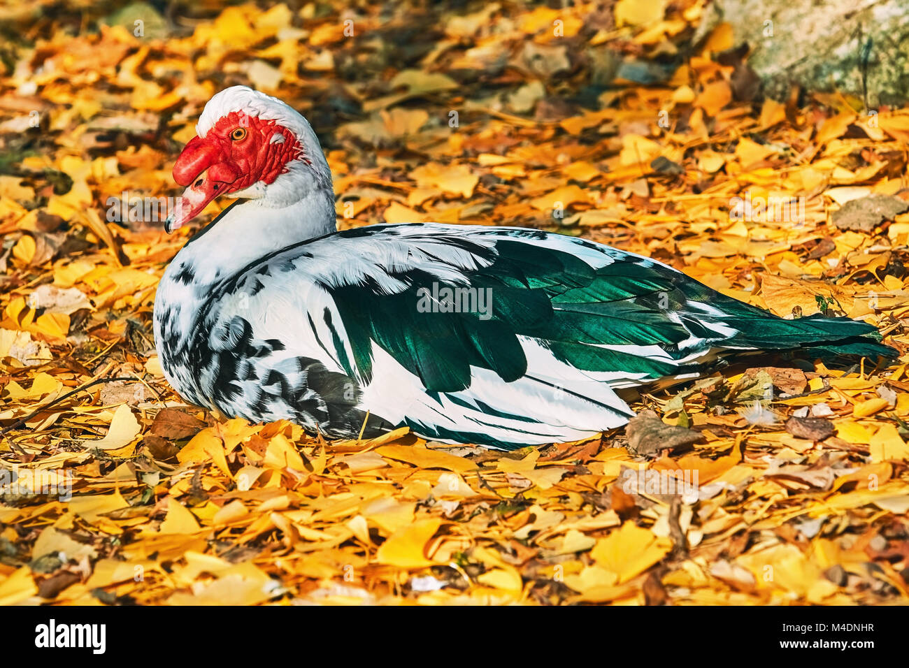 Resting Muscovy Duck Stock Photo Alamy
