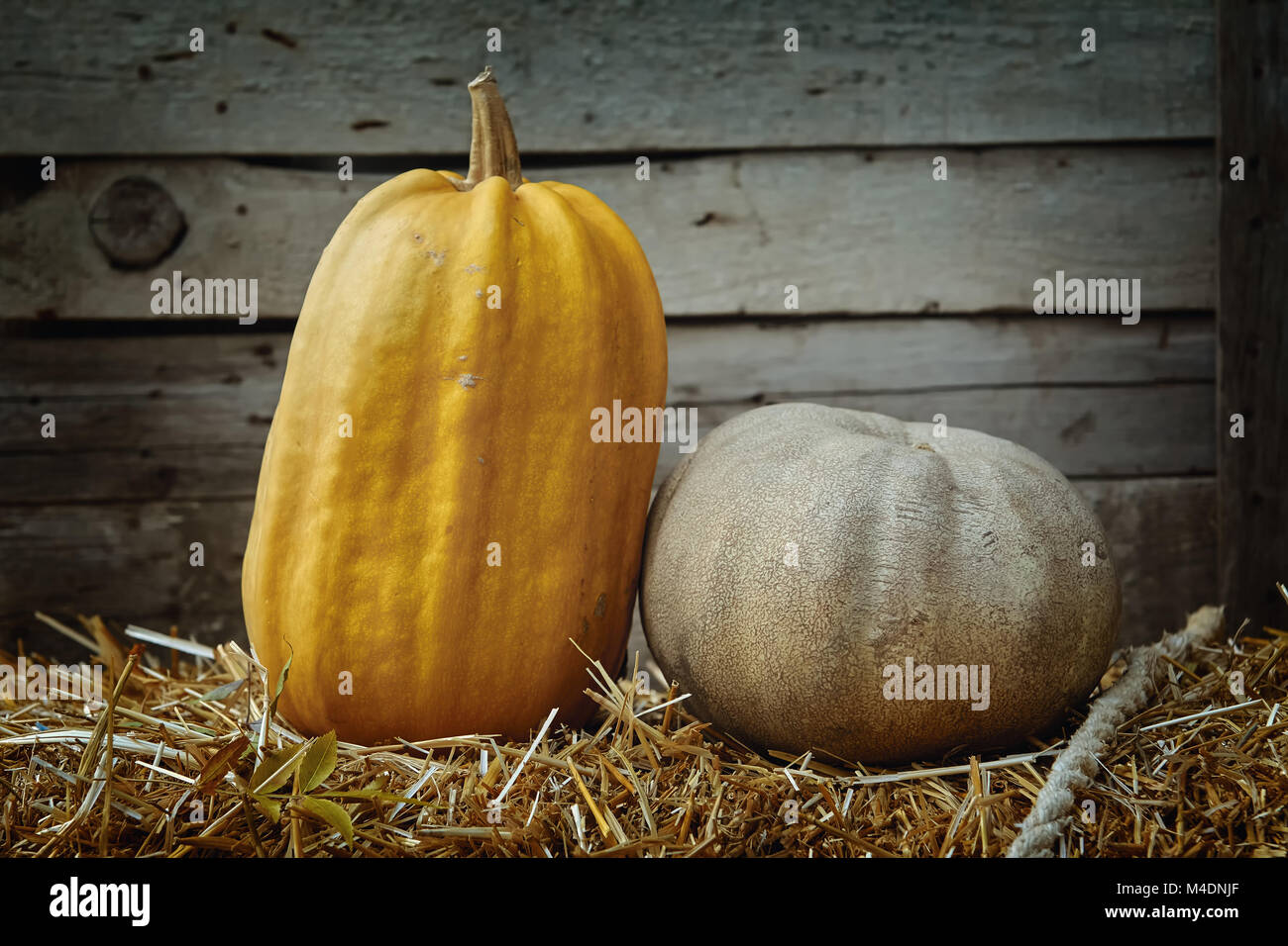 Pumpkins against Wooden Background Stock Photo - Alamy