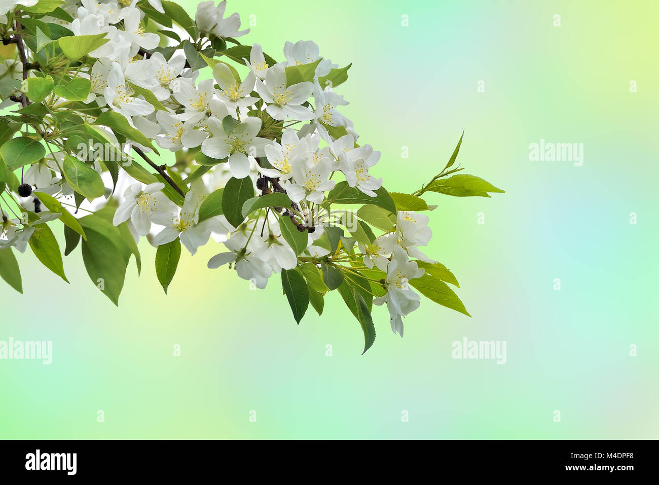 White blossoming of apple tree branch - beautiful spring background Stock Photo