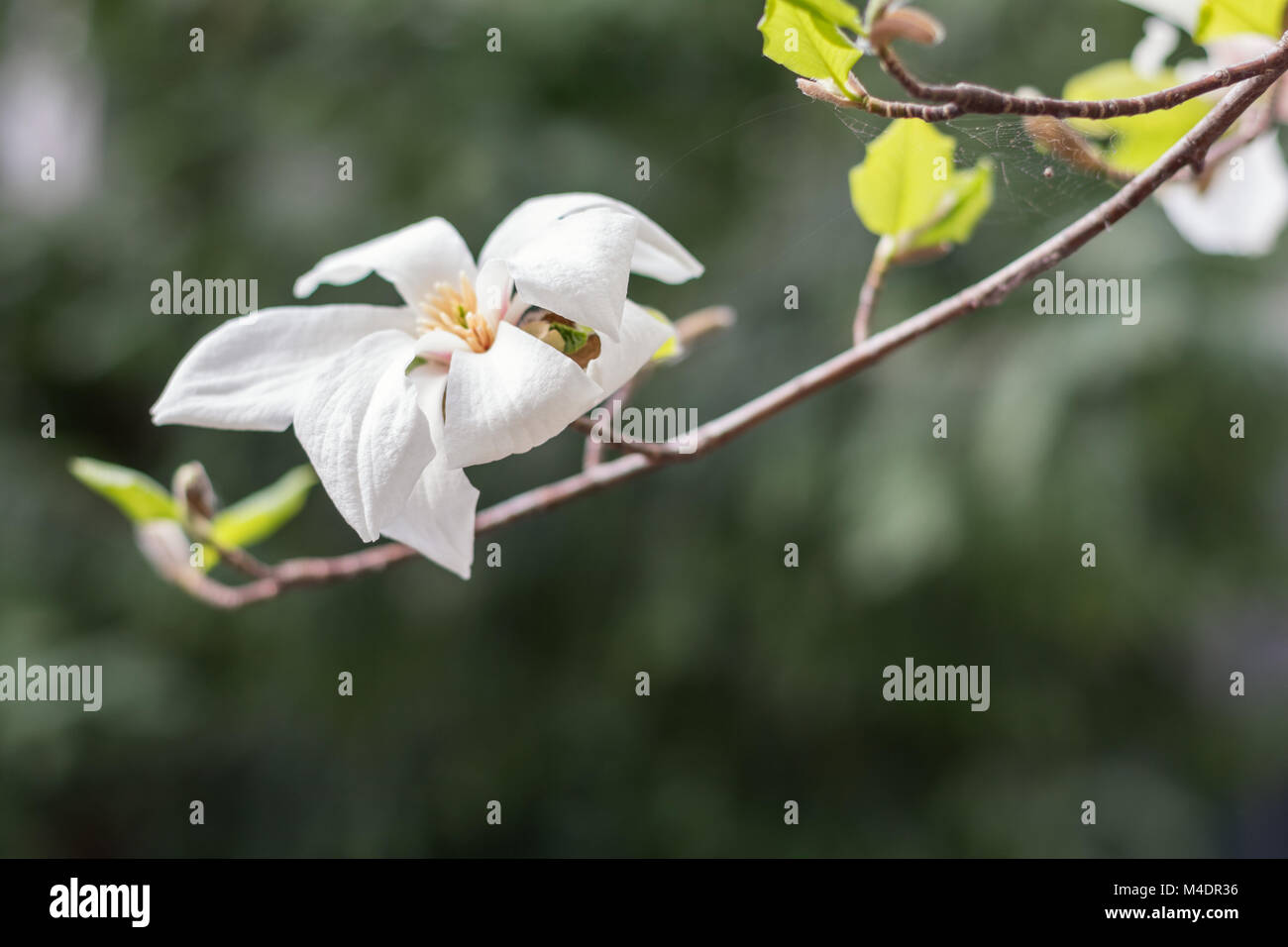 Magnolia blossoms on a tree Stock Photo