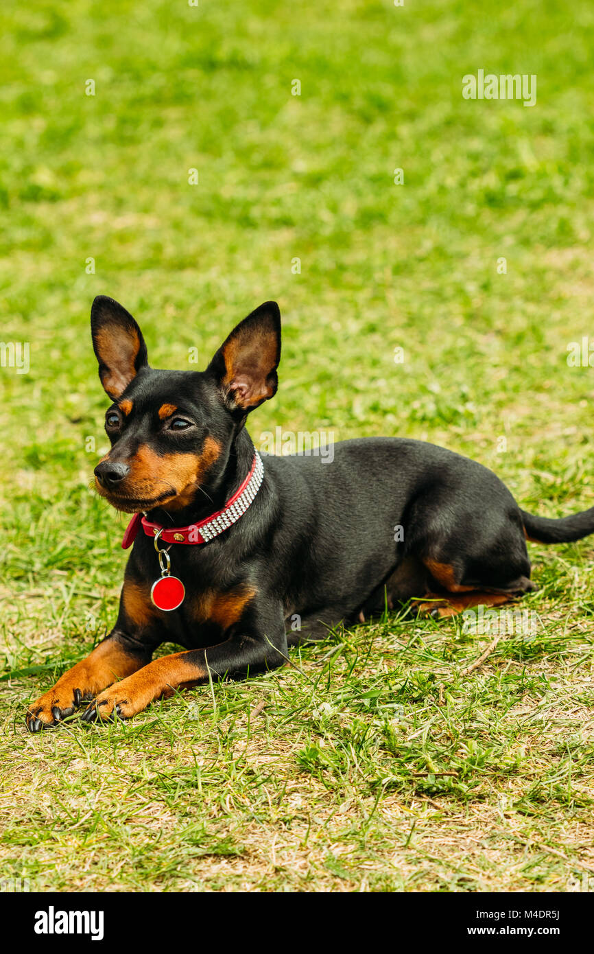 black pincher dog