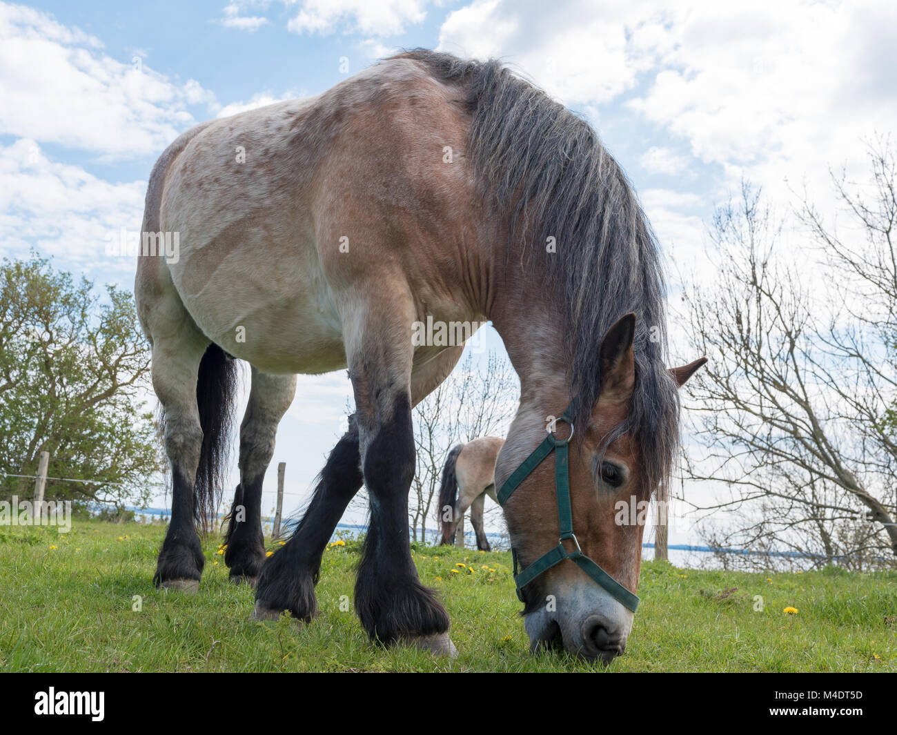 Pony hi-res stock photography and images - Alamy