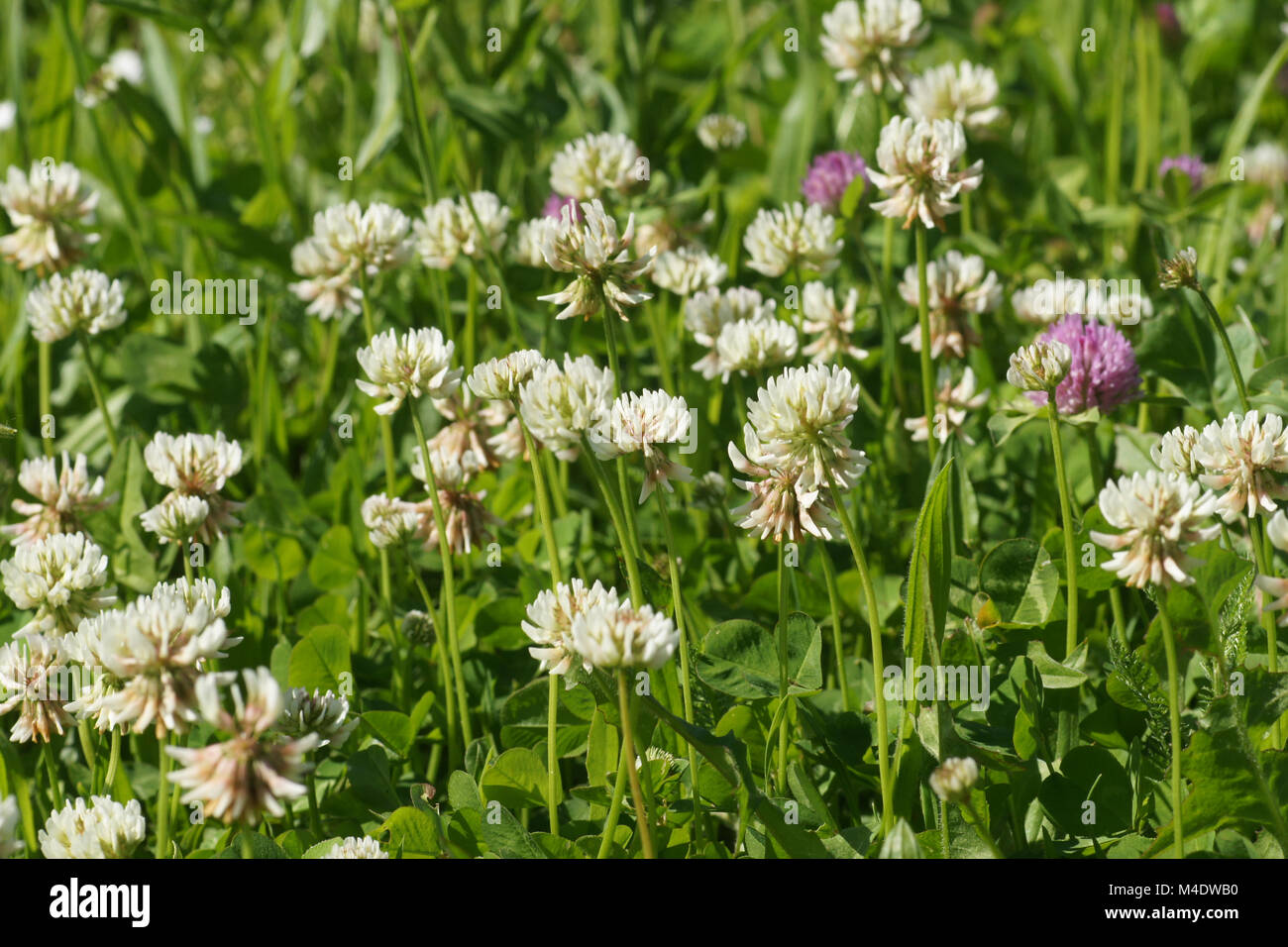 Trifolium repens, White Clover Stock Photo Alamy