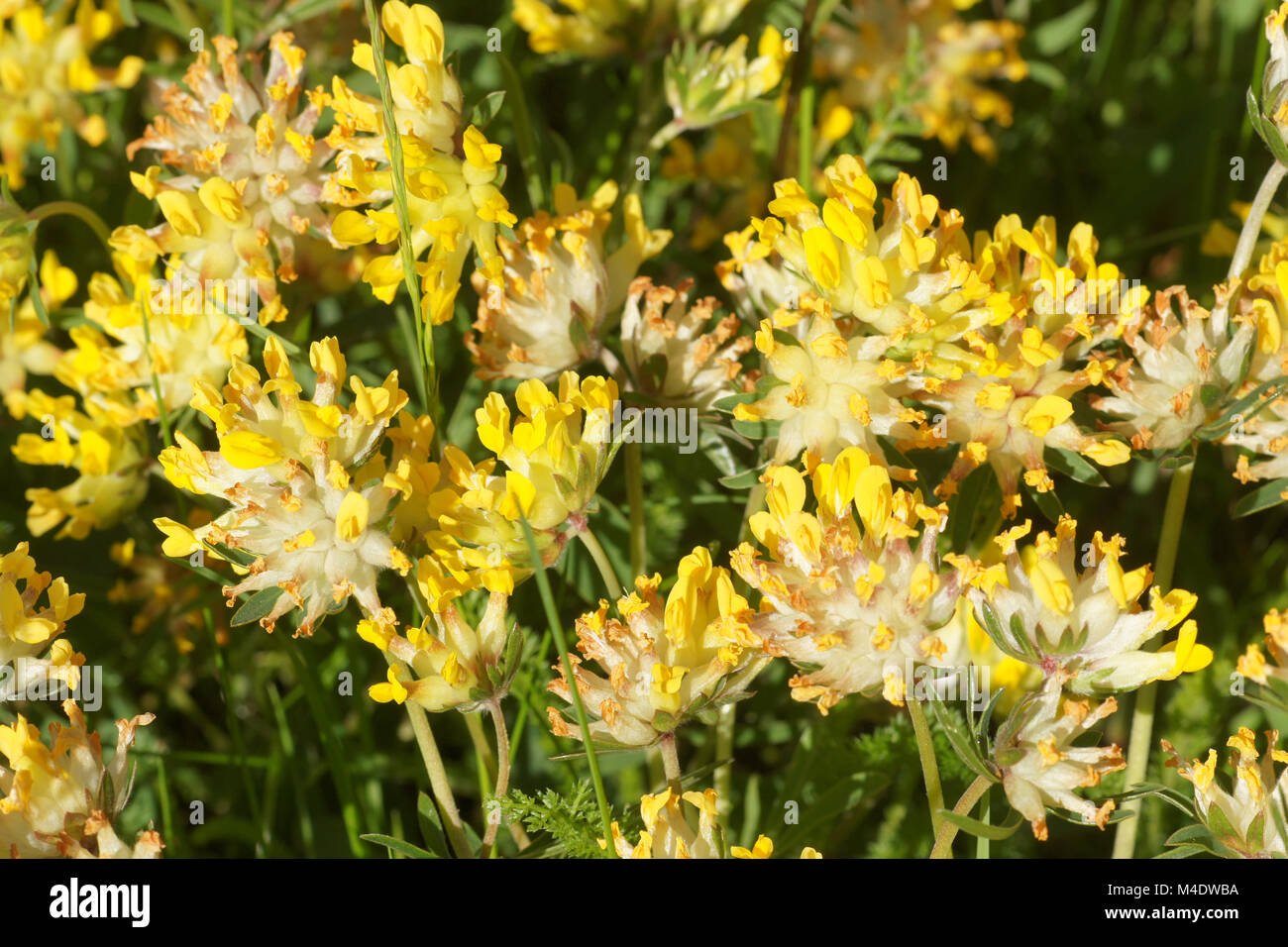 Anthyllis vulneraria, Woundwort Stock Photo