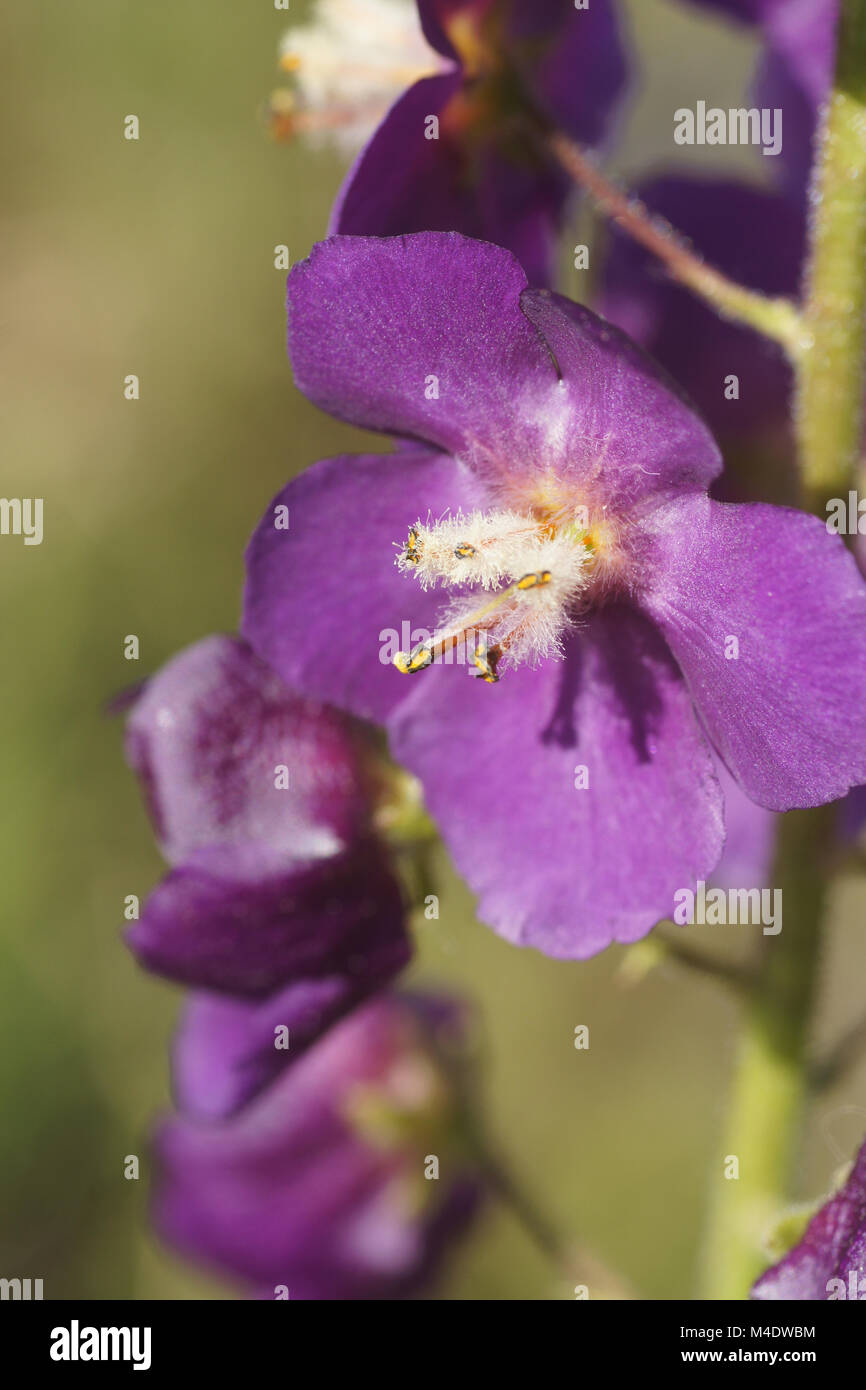 Verbascum phoeniceum, Purple Mullein Stock Photo