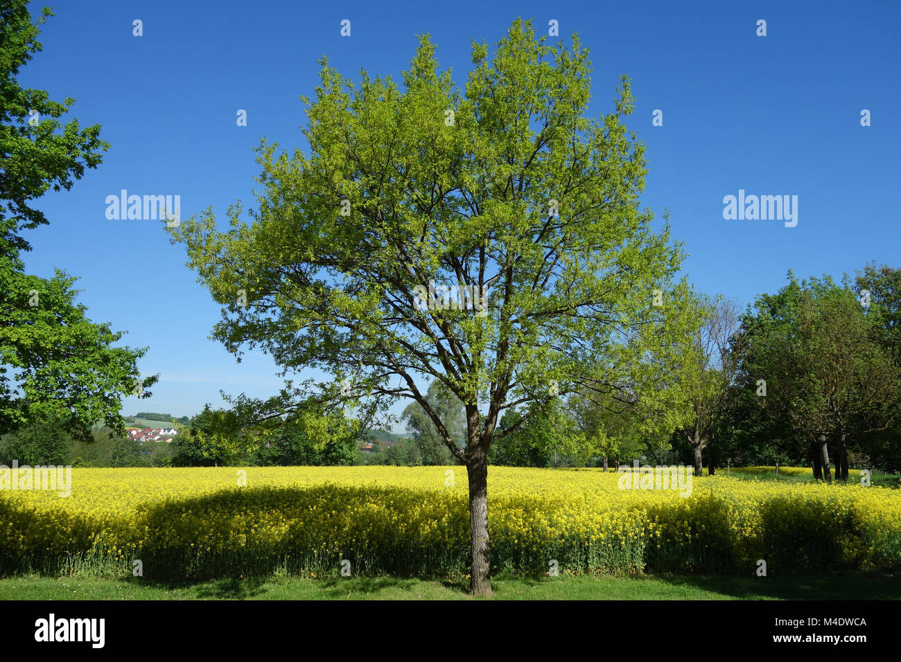 Quercus robur, German oak, young shoots Stock Photo