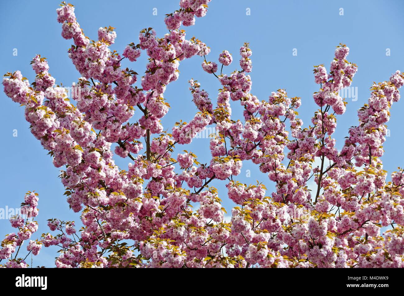 pink flowering japanese almond tree Stock Photo Alamy