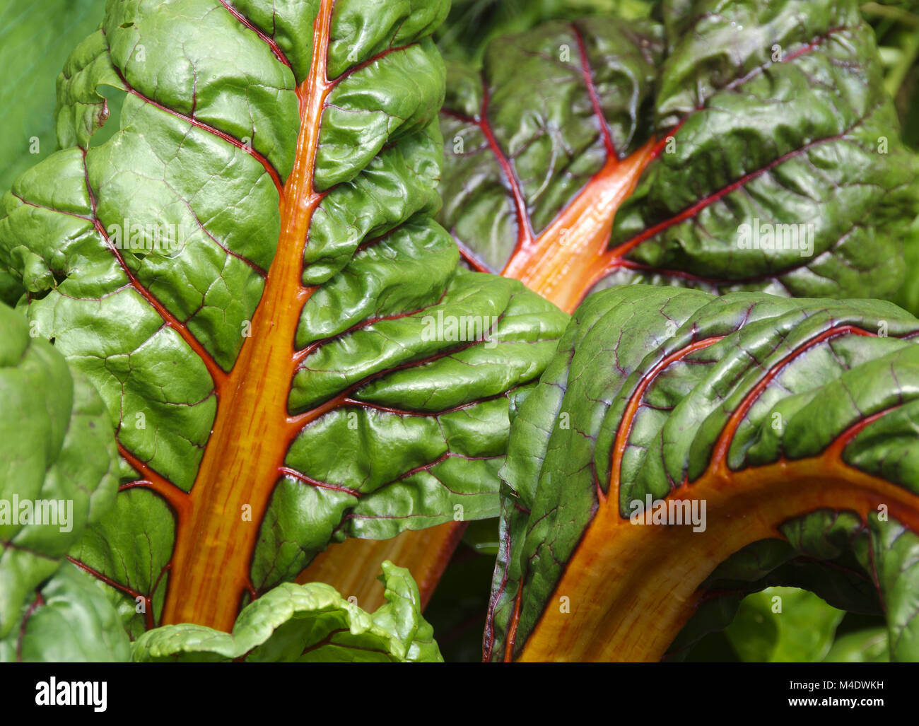 chard with red stems and veins Stock Photo