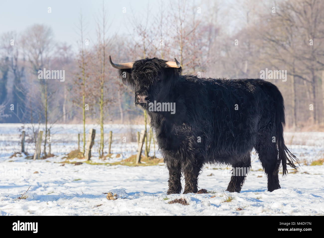 Black scottish highlander cow in winter snow Stock Photo