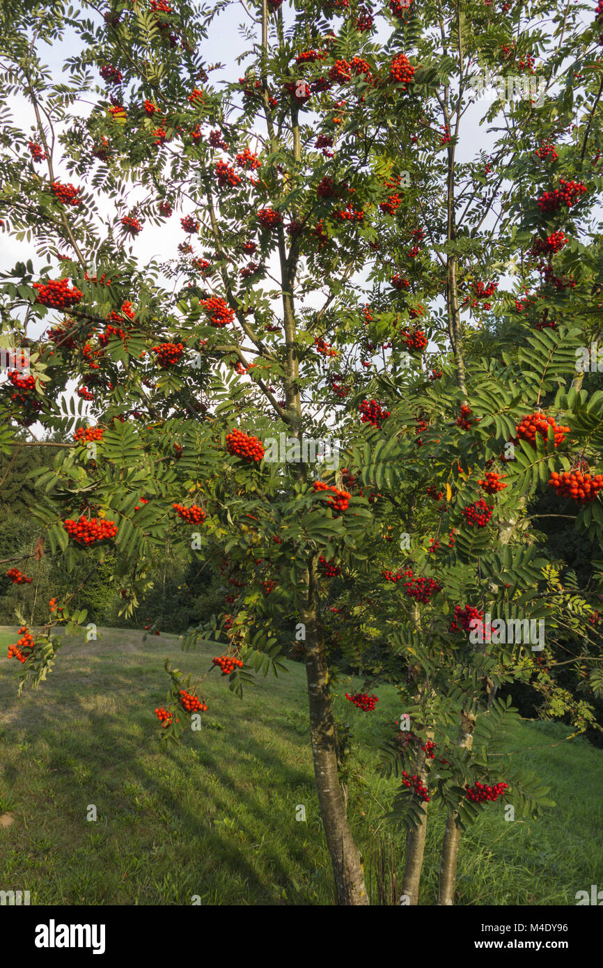 European rowan berry Stock Photo