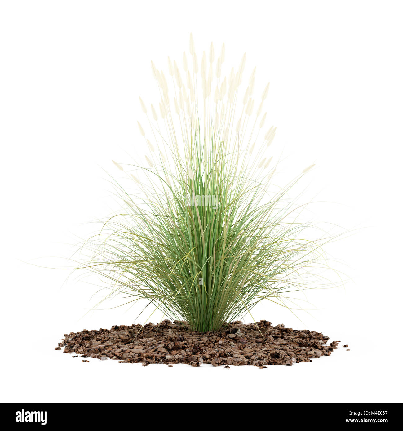 ornamental grass plant isolated on white background Stock Photo