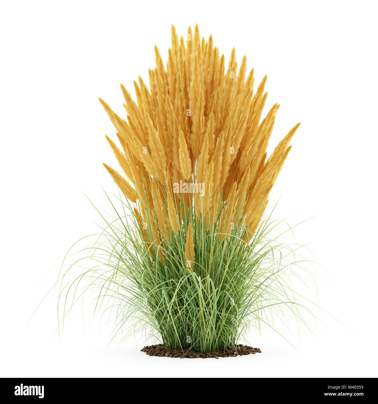 ornamental grass plant isolated on white background Stock Photo